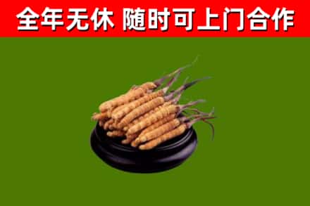 平谷回收散虫草