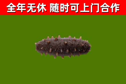 平谷回收海参干